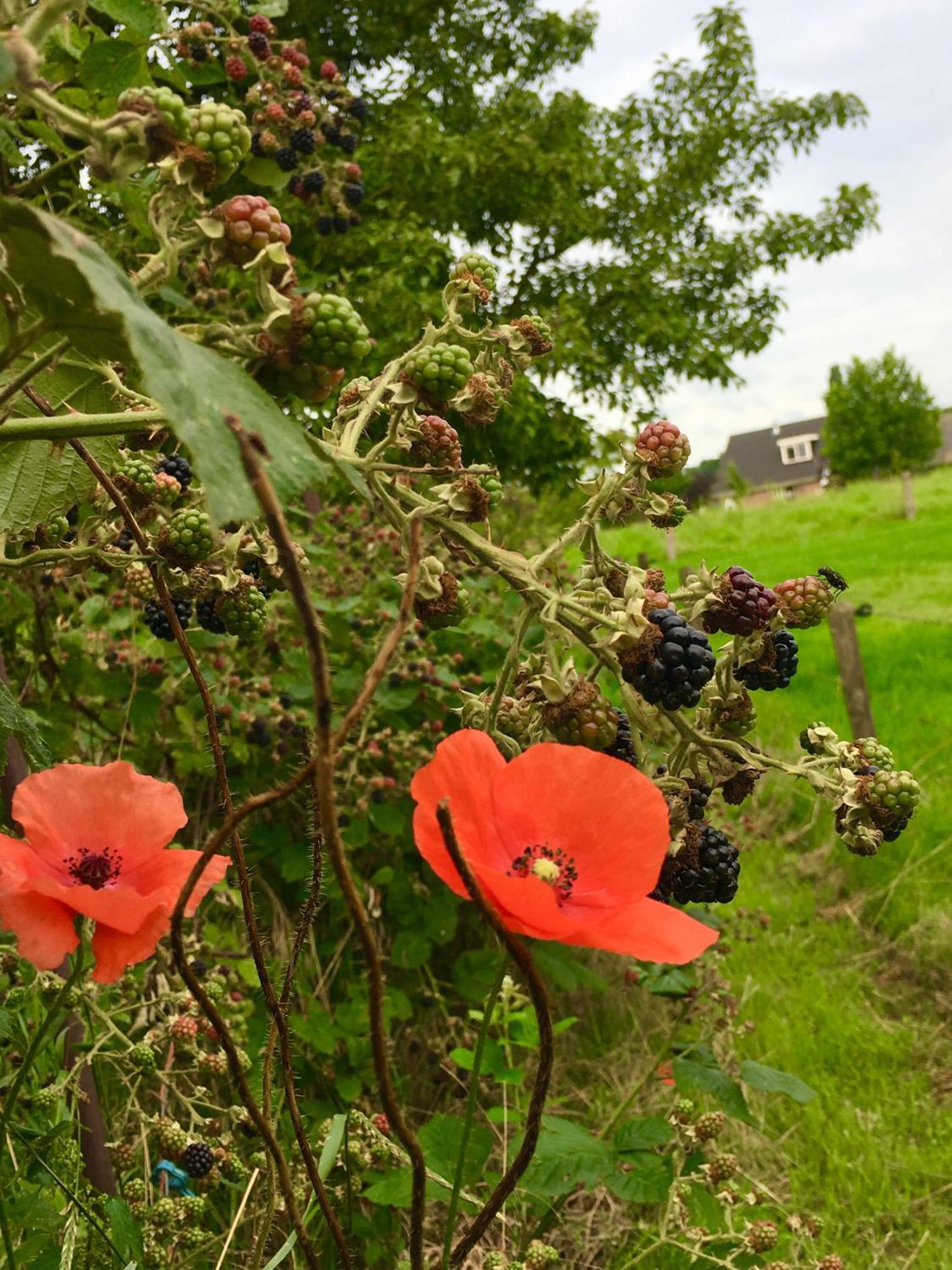Bed&Breakfast de Bosakker Epse Eksteriør bilde